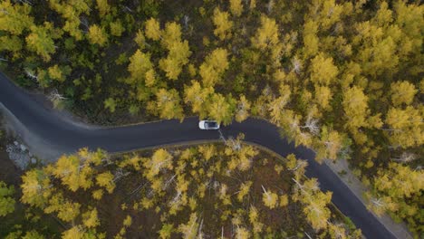 Overhead-View-Of-Car-Driving-On-Alpine-Loop-Between-The-Yellow-Trees-During-Autumn-In-Utah,-USA