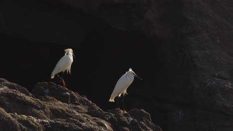 Pair-of-Snowy-Egrets-perched-together-on-the-rock-with-black-background-start-to-move-in-Peru