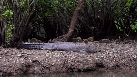 Ruhendes-Weibliches-Krokodil-Am-Ufer-Eines-Flusses-Im-Daintree-Nationalpark