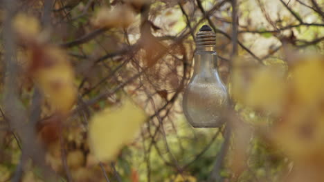 Bulb-hanging-from-a-branch-in-the-crown-of-a-tree