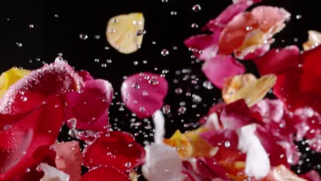 Valentine-rose-petals-tossed-in-air-with-water-droplets-slow-motion