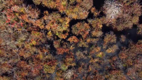 Overhead-Pfanne-Eines-Sumpfes-Im-Herbst-In-Maine