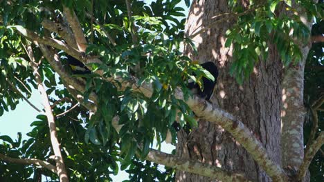 Preening-during-the-early-hours-of-the-morning,-Great-Indian-Hornbill-Buceros-bicornis,-Khao-Yai-National-Park,-Thailand