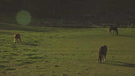 Horses-Feeding-On-Green-Pasture-Under-The-Sunlight