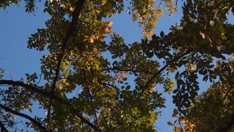 Tree-Branches-and-Leaves-in-Golden-Sunny-Morning-in-Autumn-Fall-Season,-Blue-Sky-in-Background,-Low-Angle-View