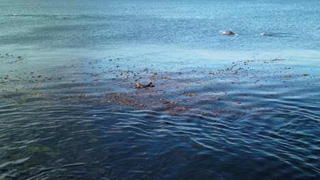 Nahaufnahme-Eines-Seelöwen,-Der-Im-Ozean-Mit-Seeottern-In-Monterey,-Kalifornien,-Spielt