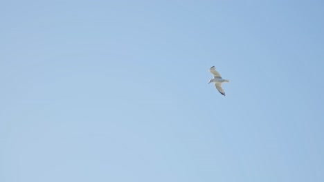 Lone-Seagull-Soaring-High-Against-Bright-Blue-Sky