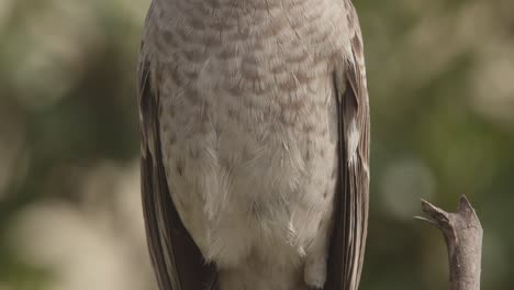 Early-morning-Tilt-up-portrait-shot-of-perched-Long-tailed-Mockingbird-from-the-Peru-Rainforest