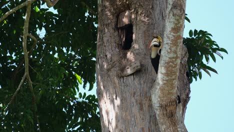 Seen-wiping-its-bill-on-the-branch-and-letting-out-some-food-to-give-to-the-female-while-a-leaf-falls,-Great-Indian-Hornbill-Buceros-bicornis,-Khao-Yai-National-Park,-Thailand