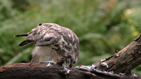 Beautiful-Cinematic-Close-of-up-of-Common-Buzzard-Eating-and-Tearing-Apart-its-Prey-on-a-Branch-in-a-Forest