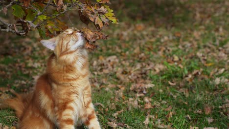 Portrait-of-Ginger-Maine-Coon-cat-rubbing-muzzle-in-Autumnal-leaves,-Garden-Outdoor,-Slow-motion