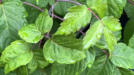 Green-Hibiscus-Leaves-Wet-With-Rain-Drops