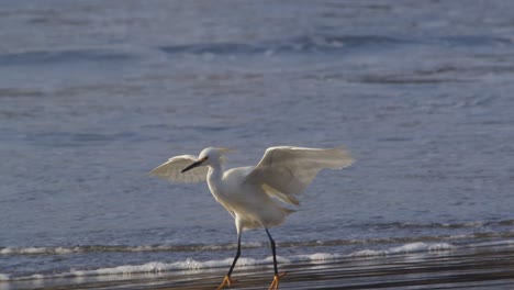 Snowy-egret-floating-like-a-fairy-by-shores-like-an-angel-of-the-river-lands-tiptoe-to-forage-in-slow-motion