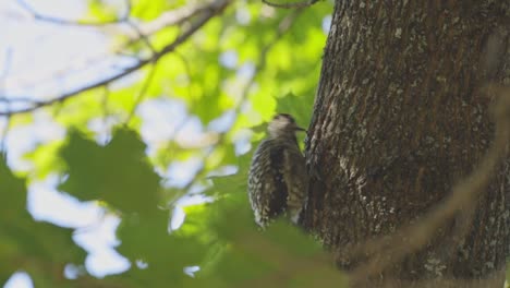 Woodpecker-Bird-Pecking-On-Tree-Trunk