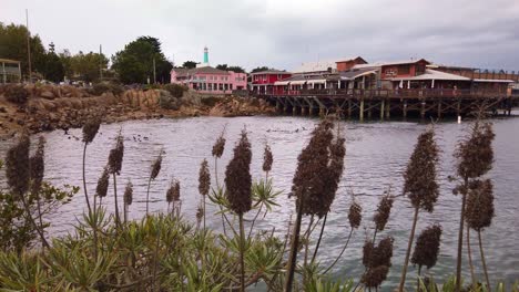 Gimbal-panning-shot-of-the-Old-Fisherman's-Wharf-in-Monterey,-California-with-cattails-in-the-foreground