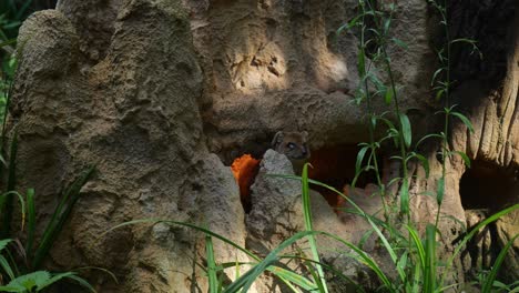 Aufmerksames-Erdmännchen,-Das-Sich-Außerhalb-Seiner-Höhle-Im-Zoo-Von-Amersfoort,-Niederlande,-Umschaut