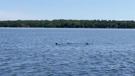 Raft-Of-Loons-Swimming-In-Calm-Lake-On-A-Sunny-Weather