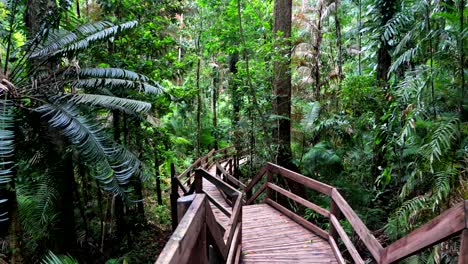 Wooden-board-walk-as-it-goes-through-Daintree-World-Heritage-Rainforest-in-Far-North-Queensland,-Australia