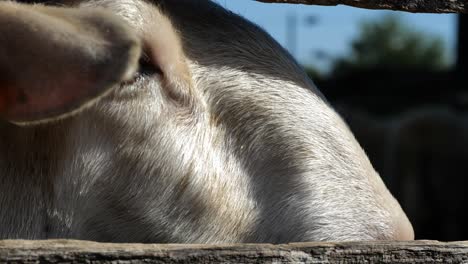 Closeup-Of-A-Sheep's-Furry-Face-Inside-Wooden-Pen