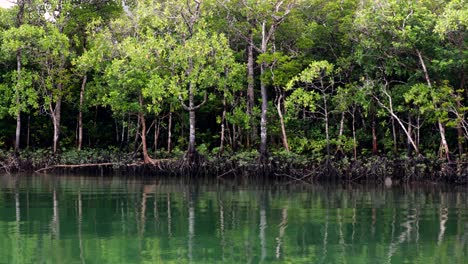 River-cruise-in-the-deep-mangrove-forests-of-Daintree-National-Park,-the-world's-oldest-rainforest