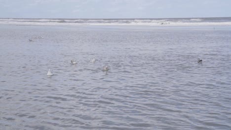 Gull-eating-a-Star-Fish-at-sea---North-Sea,-Belgian-coast