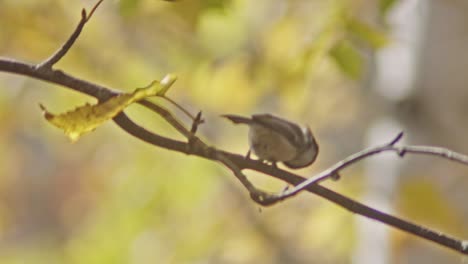 Small-Sparrow-Bird-Hopping-On-Leafless-Tree-Branch-During-Fall-Season
