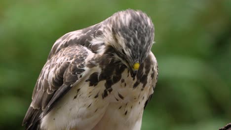 Cinematic-Slow-Motion-Close-up-Of-Buzzard-Looking-into-Camera-While-Ripping-Flesh-from-it's-Bloody-Prey