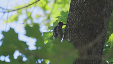 Side-Portrait-Of-An-American-Three-toed-Woodpecker-Pecking-On-Bark-Of-A-Tree-Trunk