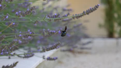 Violett-Geflügelte-Schwarze-Holzbiene-Xylocopa-Violacea,-Die-Lavendelnektar-Sammelt