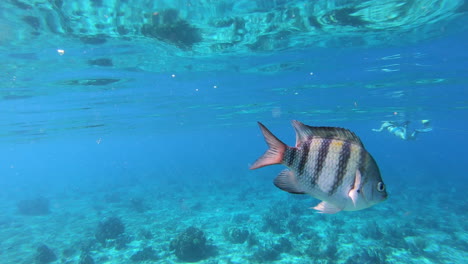 Damselfish-and-sergeants-fish-isolated-swimming-near-a-tourists-in-blue-ocean-video-background-|-Dam-selfish-reef-fish-close-up-shot-swimming-near-a-people-snorkeling-in-ocean