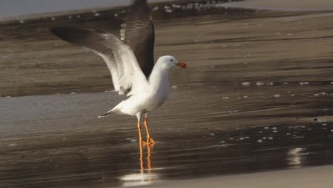 Amazing-Belcher's-gull-Flies-in-and-lands-up-on-sandy-banks-and-flapping-wings-,-as-if-floating-in-air