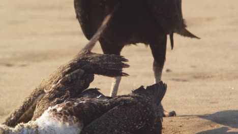 Black-headed-vulture-feeding-on-a-carcass-of-Peruvian-booby-picking-spots-to-tear-into-the-dead-bird