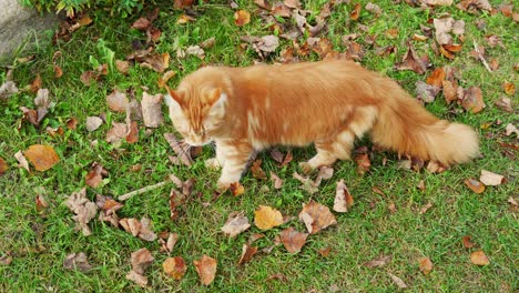Large-Main-Coon-cat-walking-on-green-grass-with-fallen-autumn-leaves
