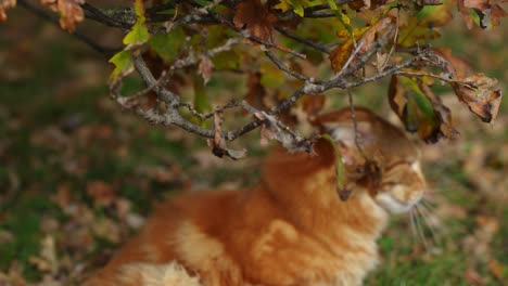 Domestic-ginger-cat-playing-with-oak-tree-branch-in-autumn-season