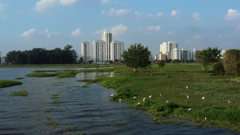 Aerial-drone-rotating-shot-from-the-man-made-Guarapiranga-Reservoir-in-the-south-of-São-Paulo,-Brazil-with-skyscrapers-in-the-background-and-a-flock-of-egrets-resting-on-the-coast-on-a-fall-evening