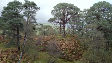 Scots-Pine-Forest-Drohnenaufnahmen