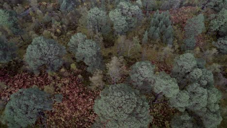 Imágenes-De-Drones-Que-Se-Elevan-Directamente-Sobre-Un-Bosque-Y-Las-Copas-De-Los-árboles-De-Los-Antiguos-Pinos-Silvestres-En-Otoño-Para-Revelar-Un-Fragmento-Aislado-Del-Bosque-Caledonio