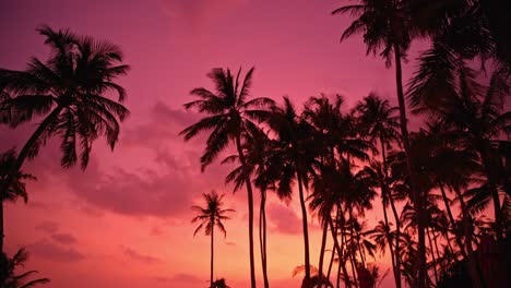 Silhouette-Von-Palmen-Und-Rosa-Himmel-Im-Hintergrund-Bei-Sonnenuntergang,-Juanillo-Cap-Cana-Beach-In-Der-Dominikanischen-Republik