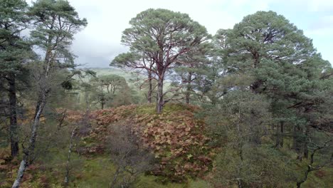 Scots-pine-forest-drone-footage