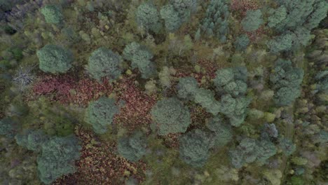 Imágenes-De-Drones-Que-Se-Elevan-Directamente-Sobre-Un-Bosque-Y-Las-Copas-De-Los-árboles-De-Los-Antiguos-Pinos-Escoceses-En-Otoño-En-Un-Fragmento-Aislado-Del-Bosque-Caledonio