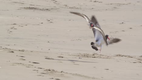 American-oystercatcher-birds-pair-flying-in-and-landing-on-the-sandy-beach-beyond-the-waves
