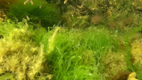 Static-underwater-shot-of-a-school-of-tiny-fish-staying-close-to-the-plants