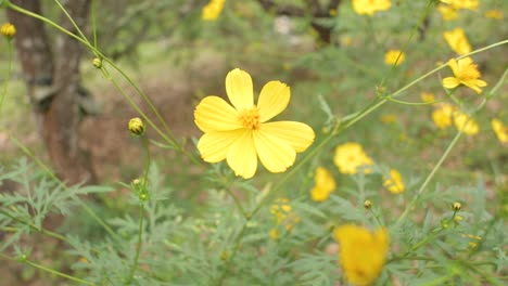 Toma-Estática-De-Delicadas-Flores-Silvestres-Amarillas-En-La-Naturaleza