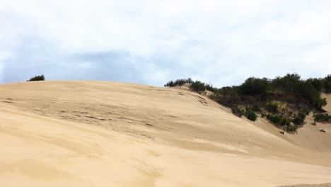 A-wide-shot-of-low-shrubs-and-trees-on-big-coastal-sand-dunes