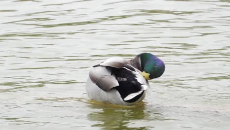 A-Male-Mallard-Duck-Grooming-Itself-In-A-Pond-In-Paris,-France