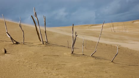 Eine-Aufnahme-Von-Skeletten-Wie-Abgebrochene-Bäume,-Die-In-Riesigen-Dünen-Aus-Dem-Sand-Ragen