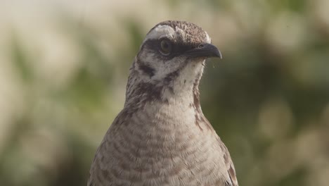 Extreme-closeup-Portrait-of-Calling-Long-tailed-Mockingbird-from-Lima-Peru