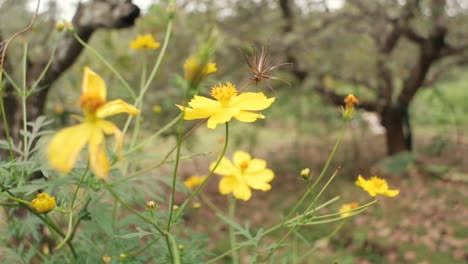 Yellow-wildflower-in-nature-swaying-in-wind