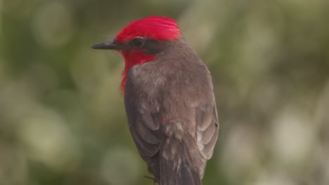 Closeup-of-Brilliant-looking-Male-Vermilion-flycatcher-perched-looking-around-and-taking-off,-pyrocephalus-rubinus