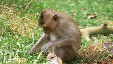Wild-monkeys-are-on-the-ground-and-they-are-resting